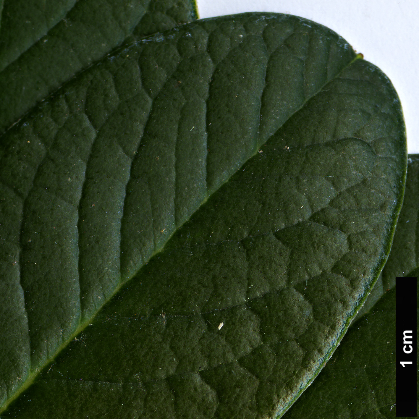 High resolution image: Family: Ericaceae - Genus: Rhododendron - Taxon: citriniflorum - SpeciesSub: var. horaeum